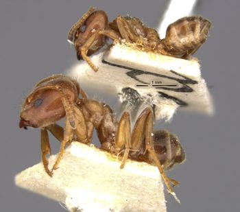 Media type: image;   Entomology 21324 Aspect: habitus lateral